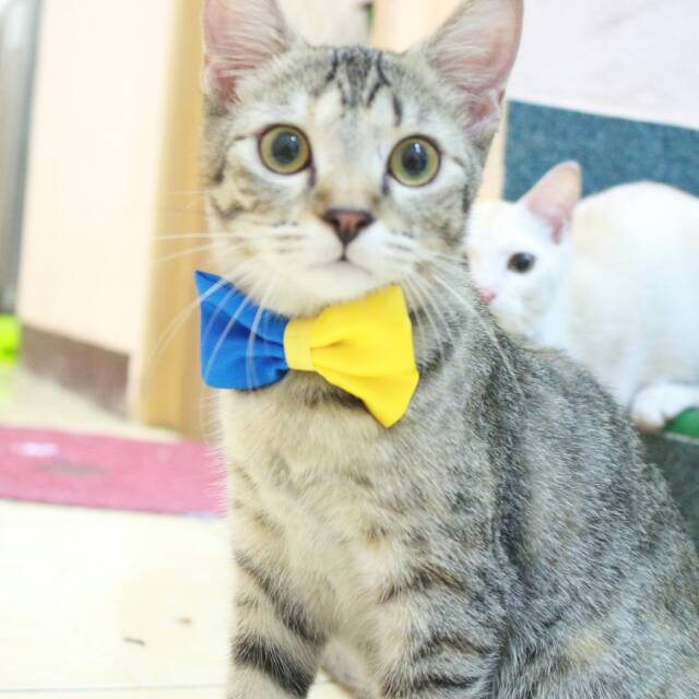 Dasi kupu-kupu half bowtie untuk kucing dan anjing / baju kucing murah se indonesia size bervariasi