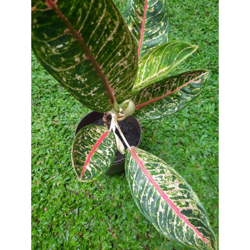 

Algoenama Butterplay