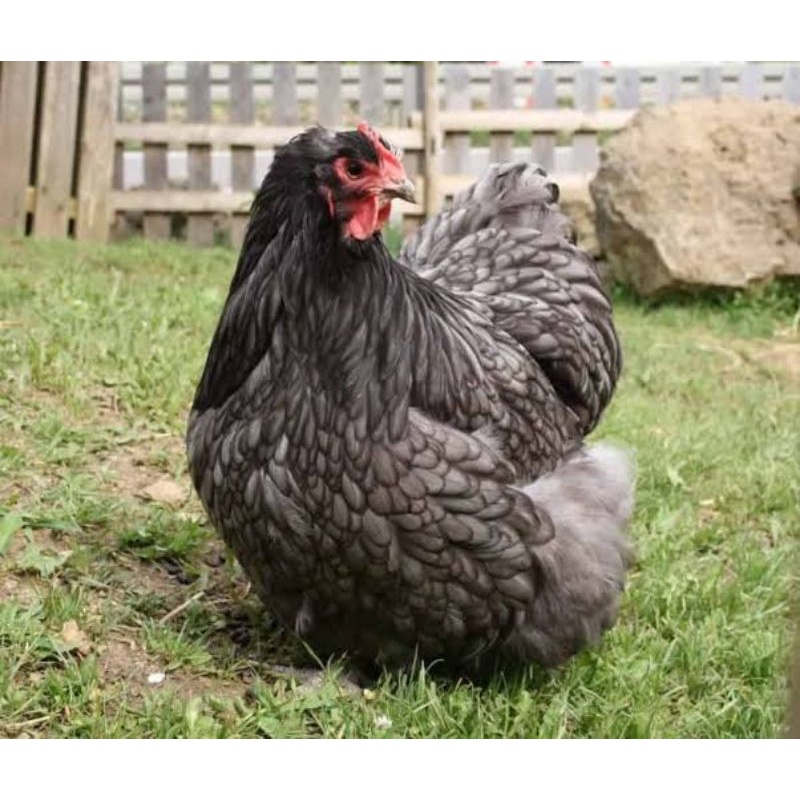 

TELUR AYAM BANTAM CHOCIN FERTIL UNTUK DITETASKAN