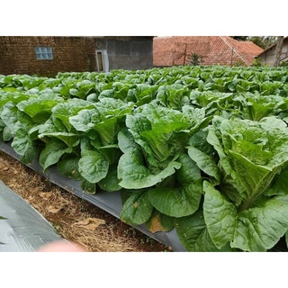 Jual BENIH /BIJI - SAYURAN - PECAY SAWI PUTIH TARI F1 TAVI 10 GRAM ...