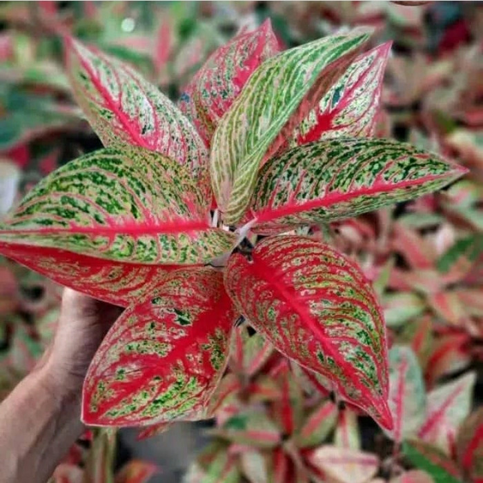 aglonema legacy merah