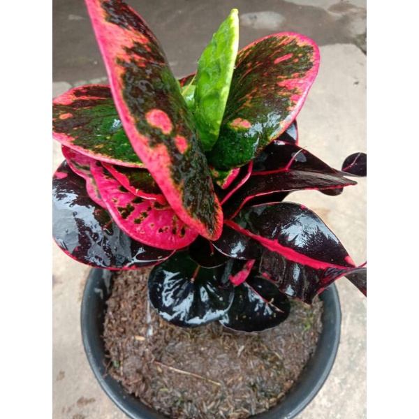 Tanaman hias bunga puring apel mawar merah ori