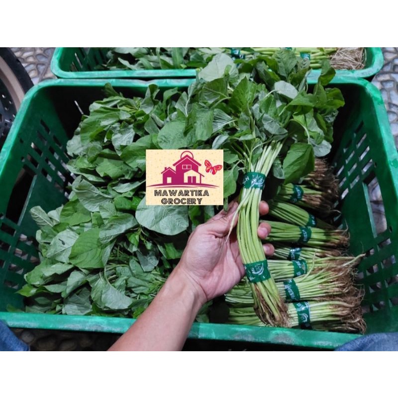 

Bayam Hijau Segar Premium ( 1 ikat )