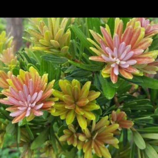 Biji lohansung pupus merah (red budhis pine)