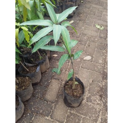 Bibit Mangga Alpukat