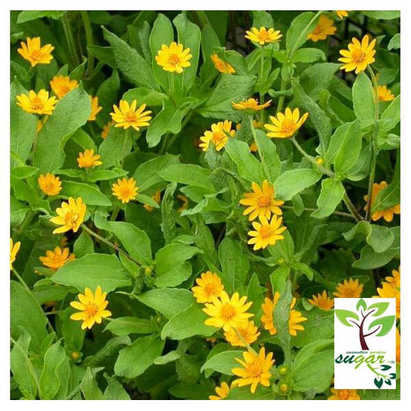 tanaman seribu bintang / daisy kuning