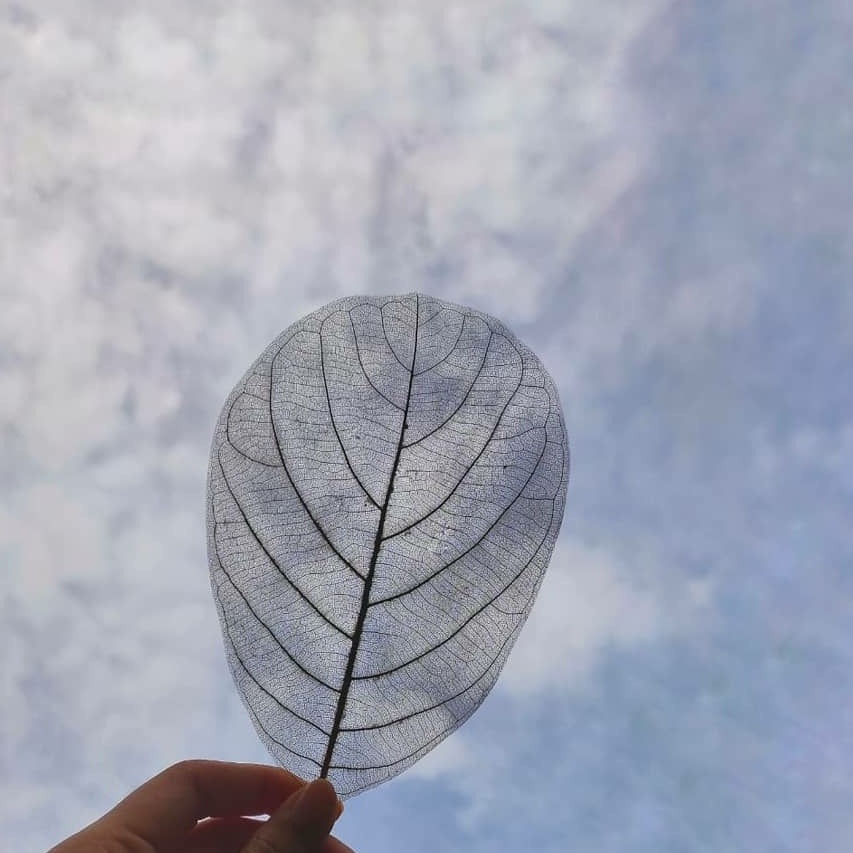 Jual KERANGKA TULANG DAUN MELENGKUNG | LEAF SKELETON | Shopee Indonesia
