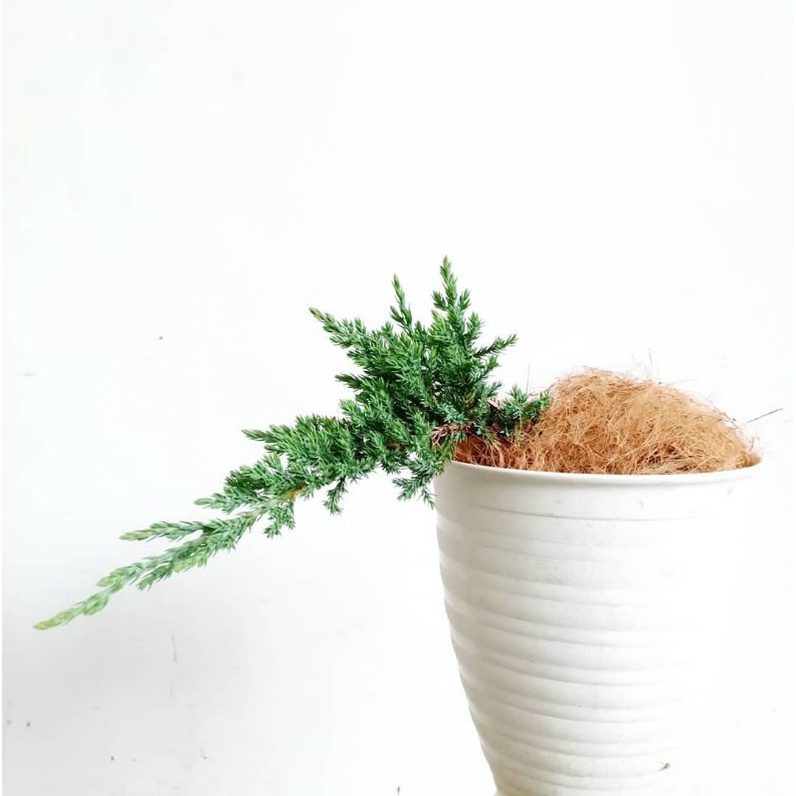 Bunga CEMARA BUAYA - Tanaman Hias Hidup Daun Cemara Bajul - Pohon Cemara Buaya Untuk Bahan Bonsai - 