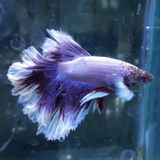 Cupang halfmoon big dumbo ear