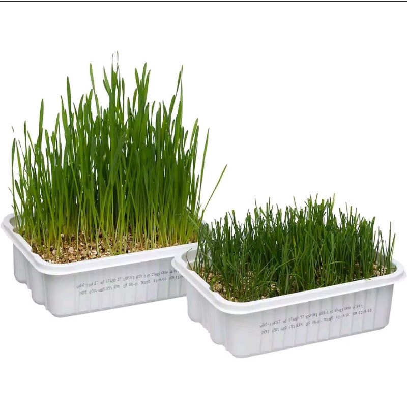 BIBIT RUMPUT KUCING 500 Seeds - Cat Grass Seed Biji Benih Bibit FEFARM