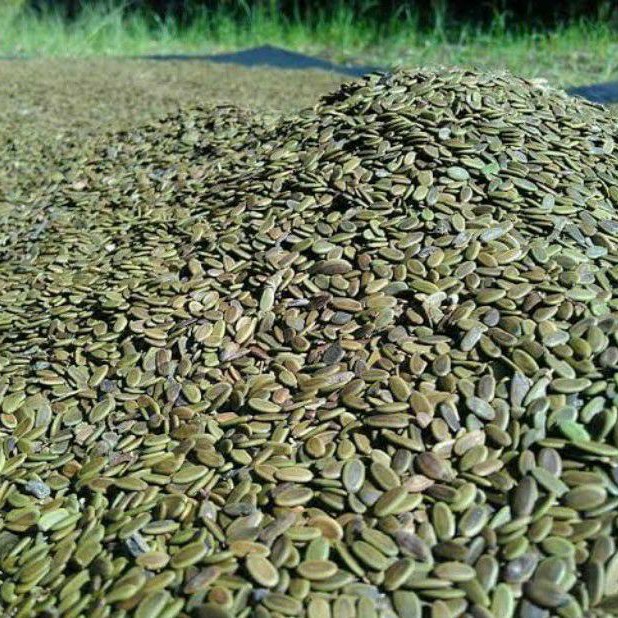 100gr Benih biji sengon siap semai / biji pohon sengon / benih sengon