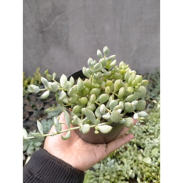 Kaktus / Sukulen / Cothy Ladon Pendes / Tanaman Gantung