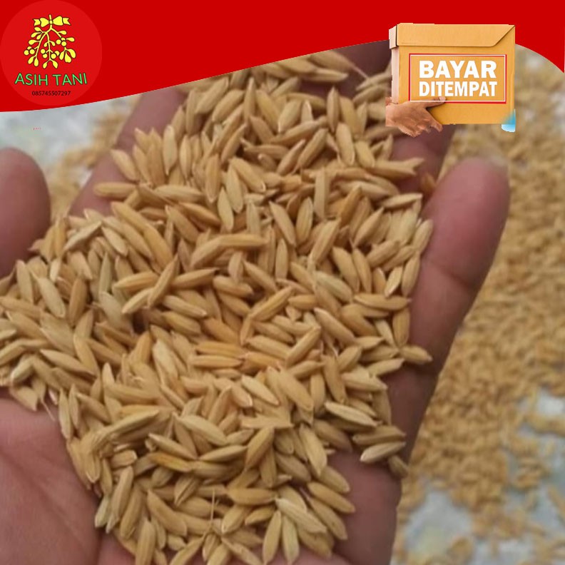 Benih Padi Unggul SRIRATU 1kg