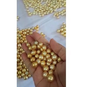 TERMULUS MUTIARA LAUT GRADE AAA ASLI BUTIRAN MUTIARA LAUT LOMBOK WARNA GOLD