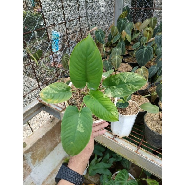 Homalomena sp varigata