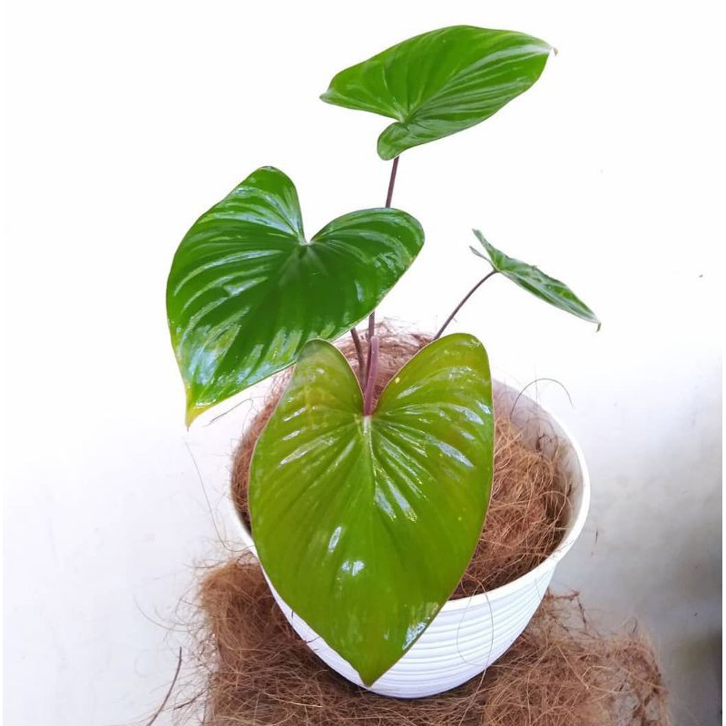 tanaman hias homalomena rubescens / tanaman hias homalomena / homalomena