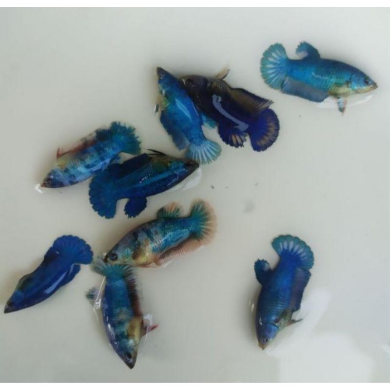 Betina / Female plakat besgel