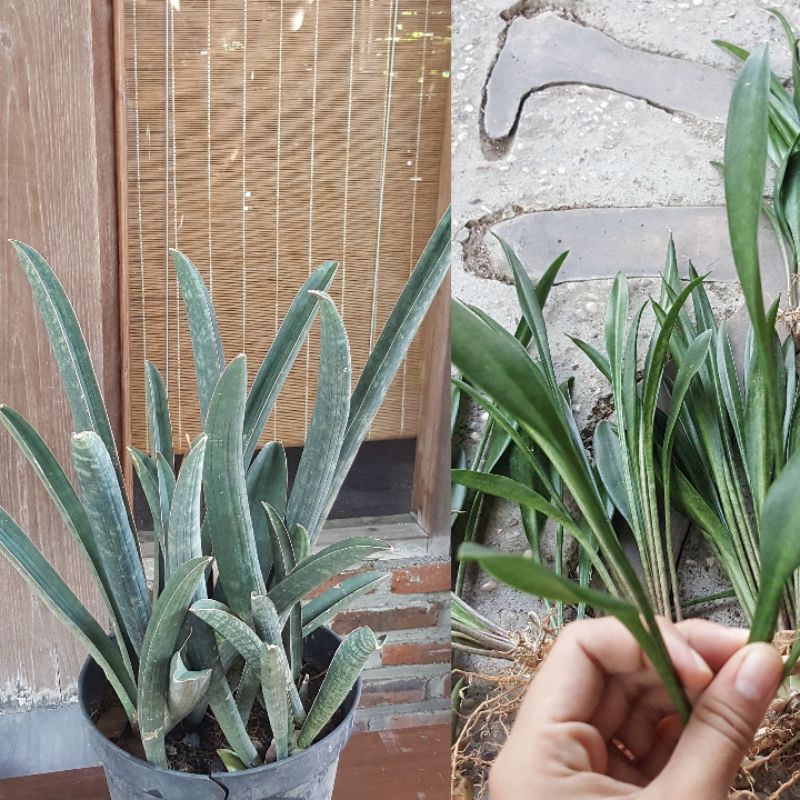 satu paket sanseviaria blue bat / hallii baseball dan sansevieria concinna spoon