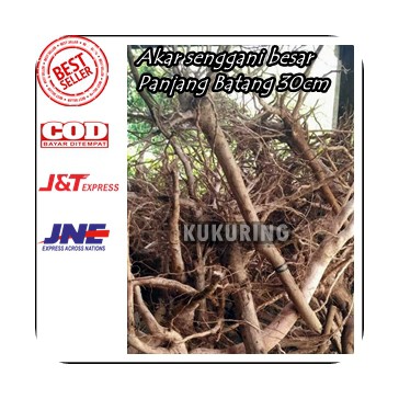 KUKURING [COD ] AKAR KAYU SENGGANI JUMBO BESAR P 30CM UNTUK AQUASCAPE