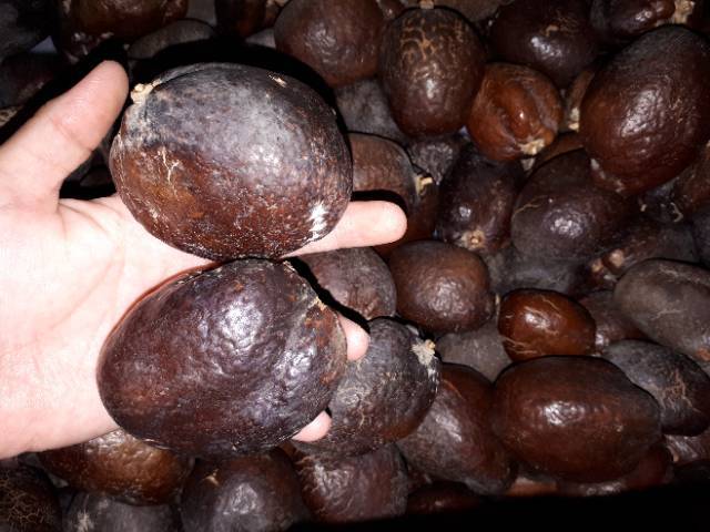 

TERLARISS!!! Buah Zuriat Single Madinah dan Mesir ukuran Kecil/ PROMIL DZURIAT MADINAH DAN MESIR