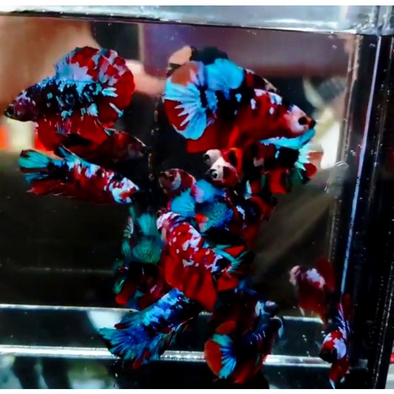 IKAN CUPANG HIAS NEMO MULTICOLOUR TOP GRADE FULL BLOK 10 EKOR PAKET HEMAT BONUS KETAPANG SEHARGA 40K