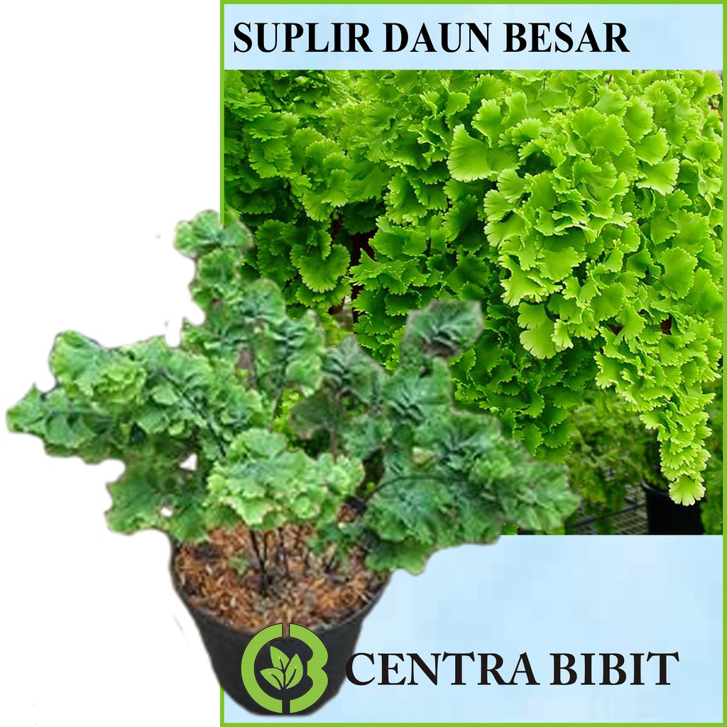 Tanaman Daun Suplir Daun Besar