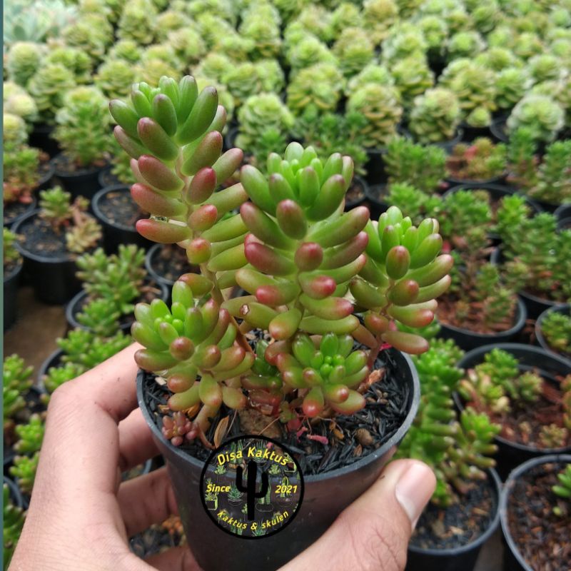 KAKTUS SKULEN - jelly bean