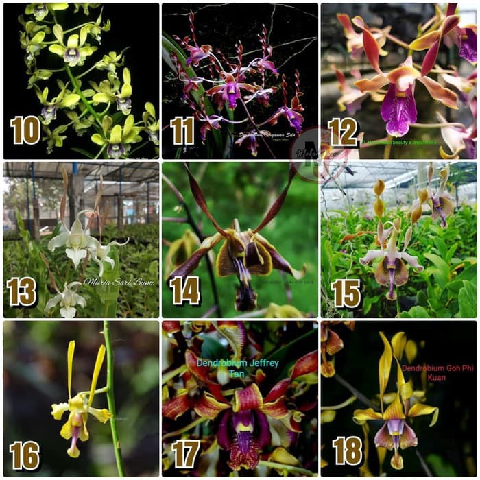 Seedling Anggrek Dendrobium Melintir / Dendrobium Keriting