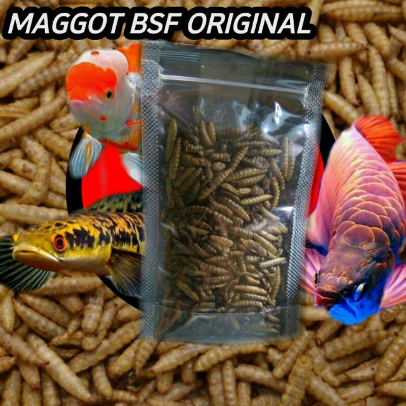 Maggot kering fress/magot kering/magot BSF original 12gr