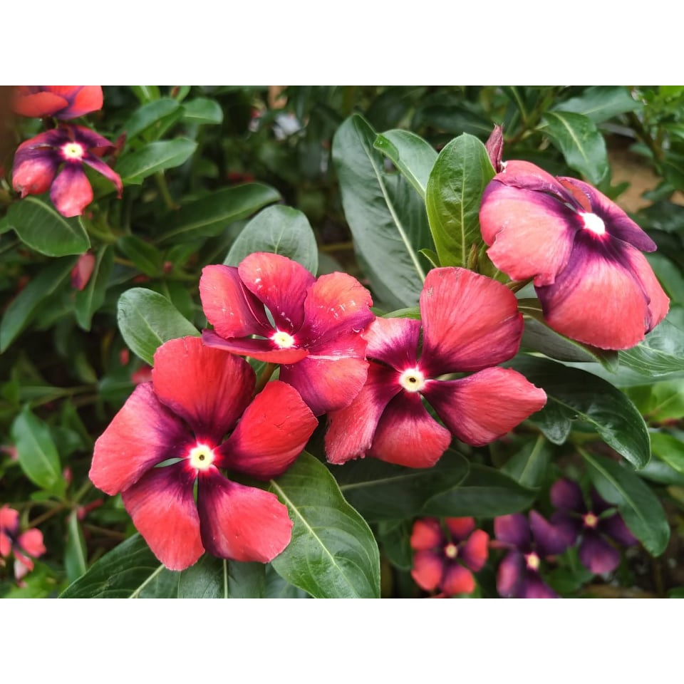 Benih Bibit Biji - Bunga Vinca Tattoo Papaya Flower Seeds