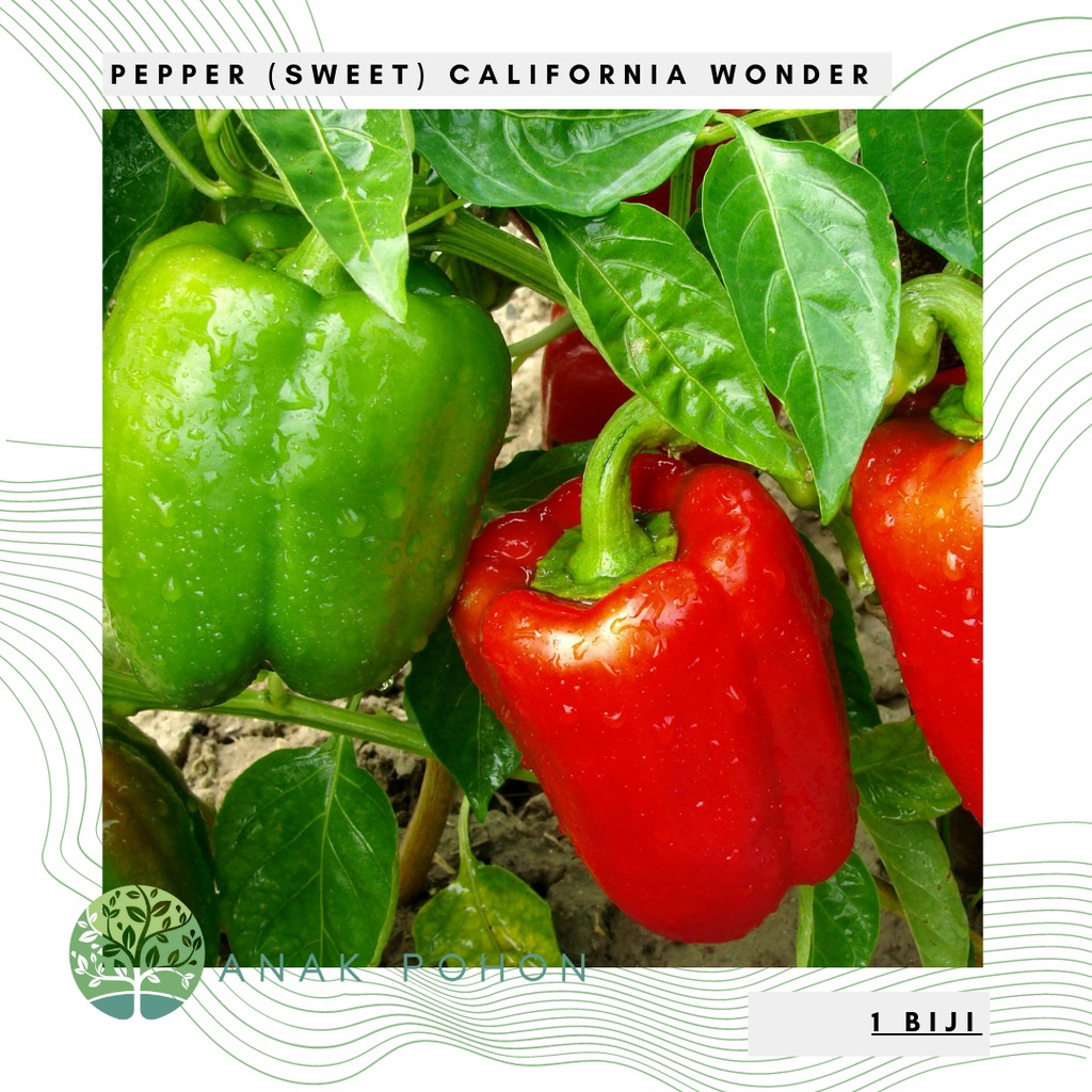 Benih Bibit Biji - Paprika California (Sweet) Wonder Pepper Seeds - IMPORT