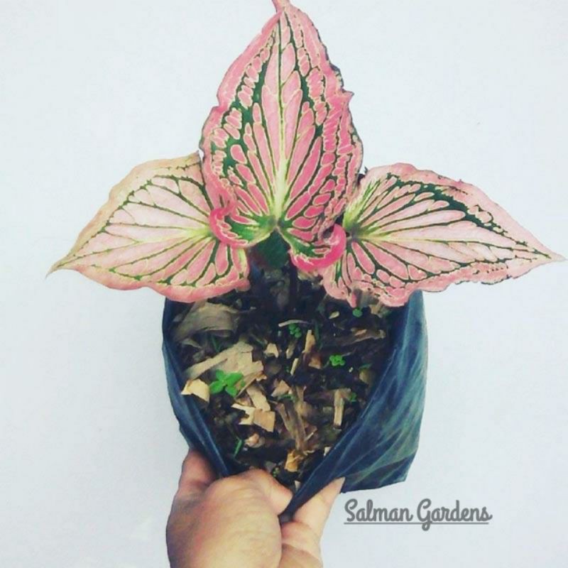 Tanaman Hias Keladi Wayang-Tanaman Keladi