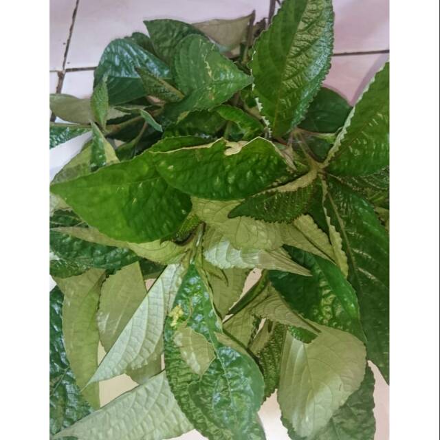 

Daun pecah beling segar 500gr