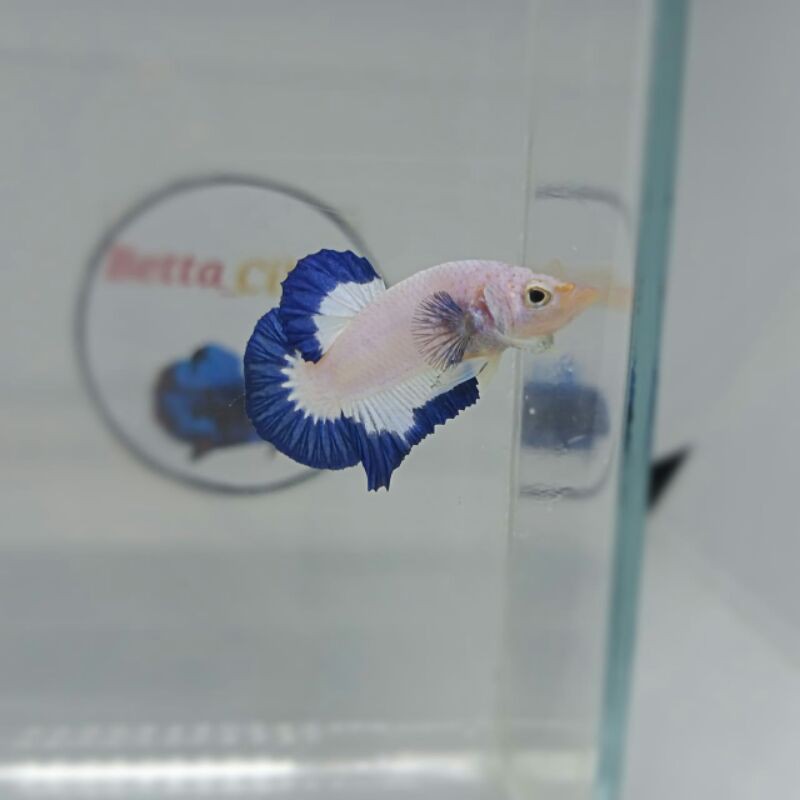 

Ikan Cupang Bluerim Thailand Male 02