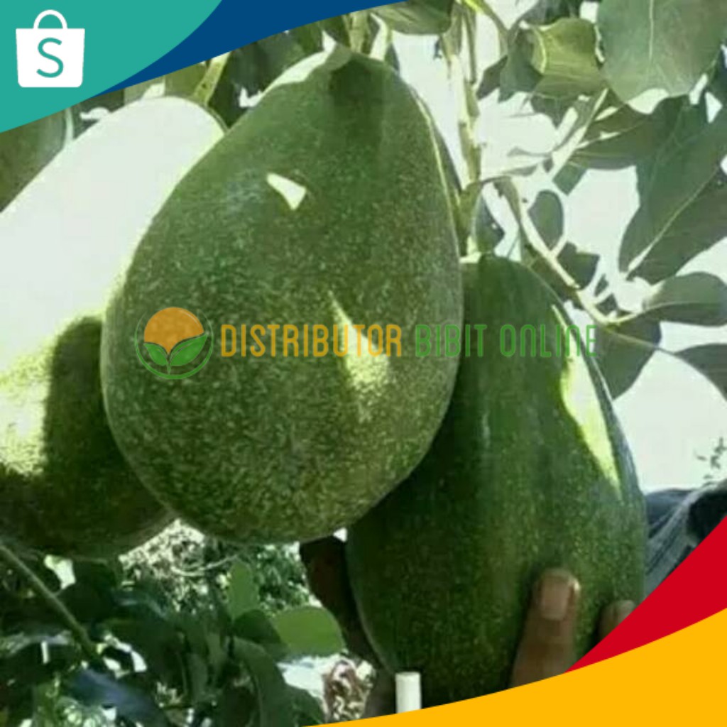 Bibit alpukat hawai super bibit okulasi majalengka