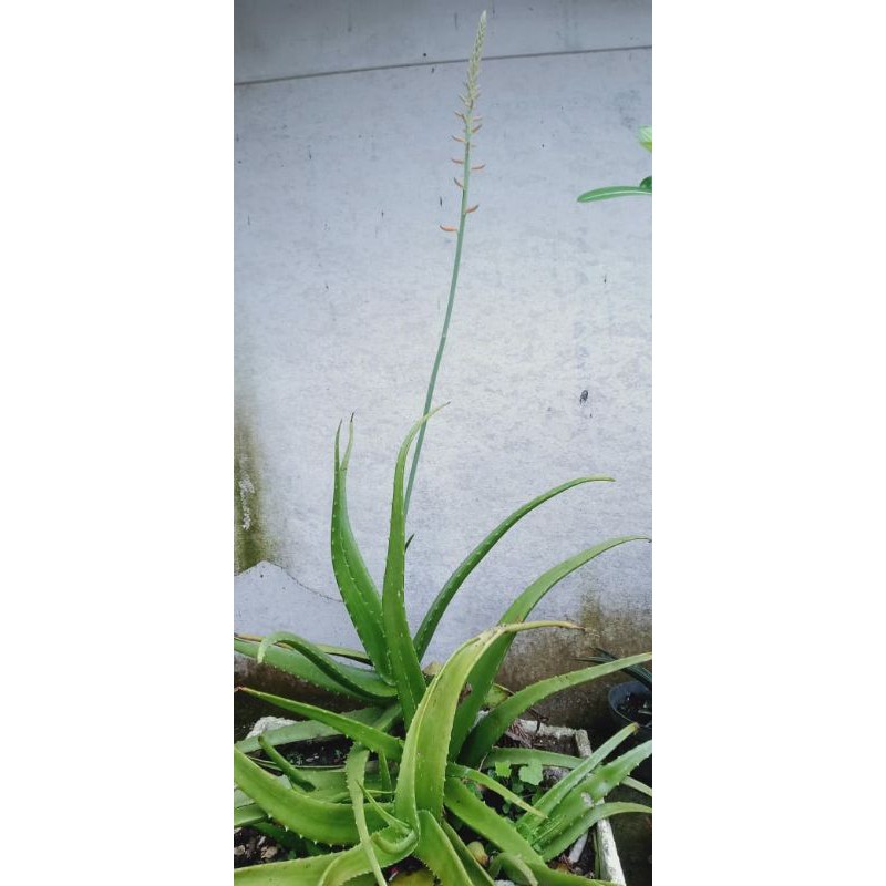 Tanaman Bunga Lidah Buaya