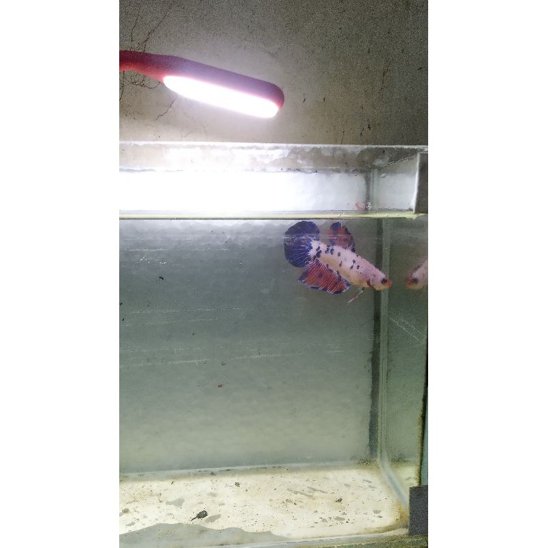 cupang hias giant female marble/panda size m