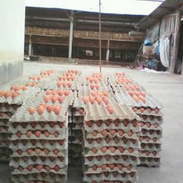 

Telur fres, eeg freess