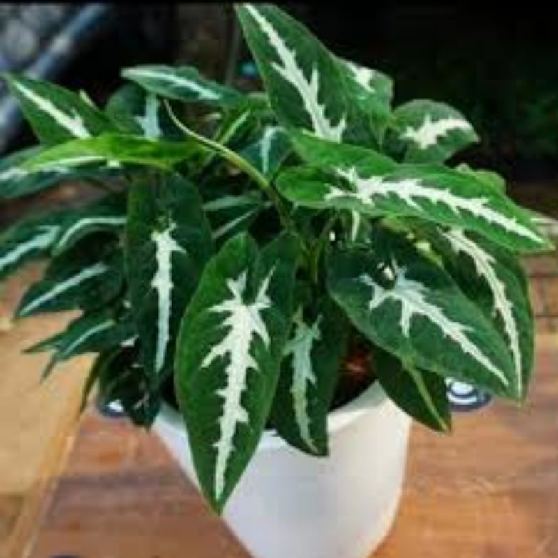 (INYONG PLANT) SYNGONIUM WENLANDII