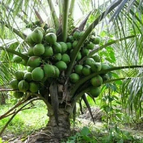 Bibit Kelapa  Genjah Entog Pohon  Kelapa  Genjah Pendek 