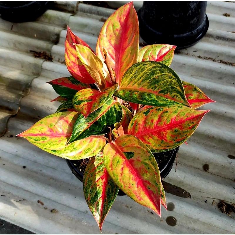 Aglonema Red Exotic Rumpun Rosert Remaja | Tanaman Hias Aglaonema Remaja Ekonomis
