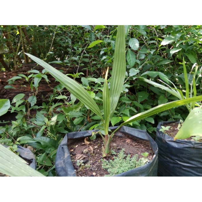 Bibit Kurma var. Reziz -Ruziez- Kurma Arab Saudi Jantan