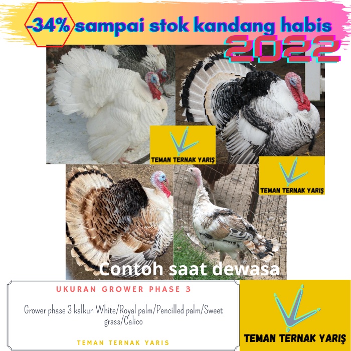 Grower phase3 Ayam Kalkun White/Royal-Pencilled palm/Sweetgrass/Calico