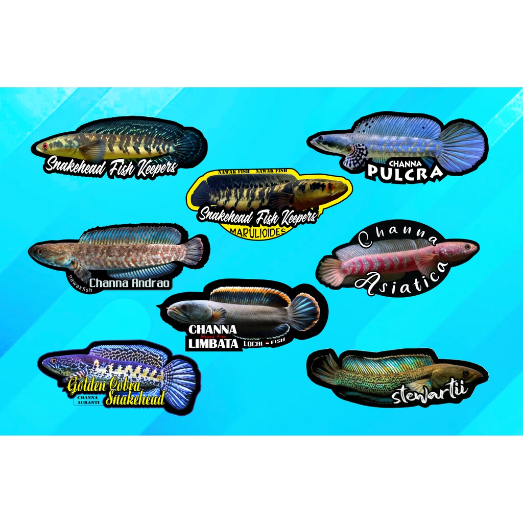 stiker mini predator fish /aksesoris akuarium