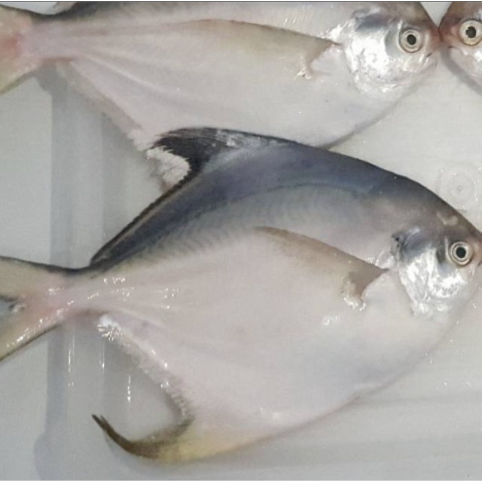 

Ikan BAWAL PUTIH/BAWAL HITAM