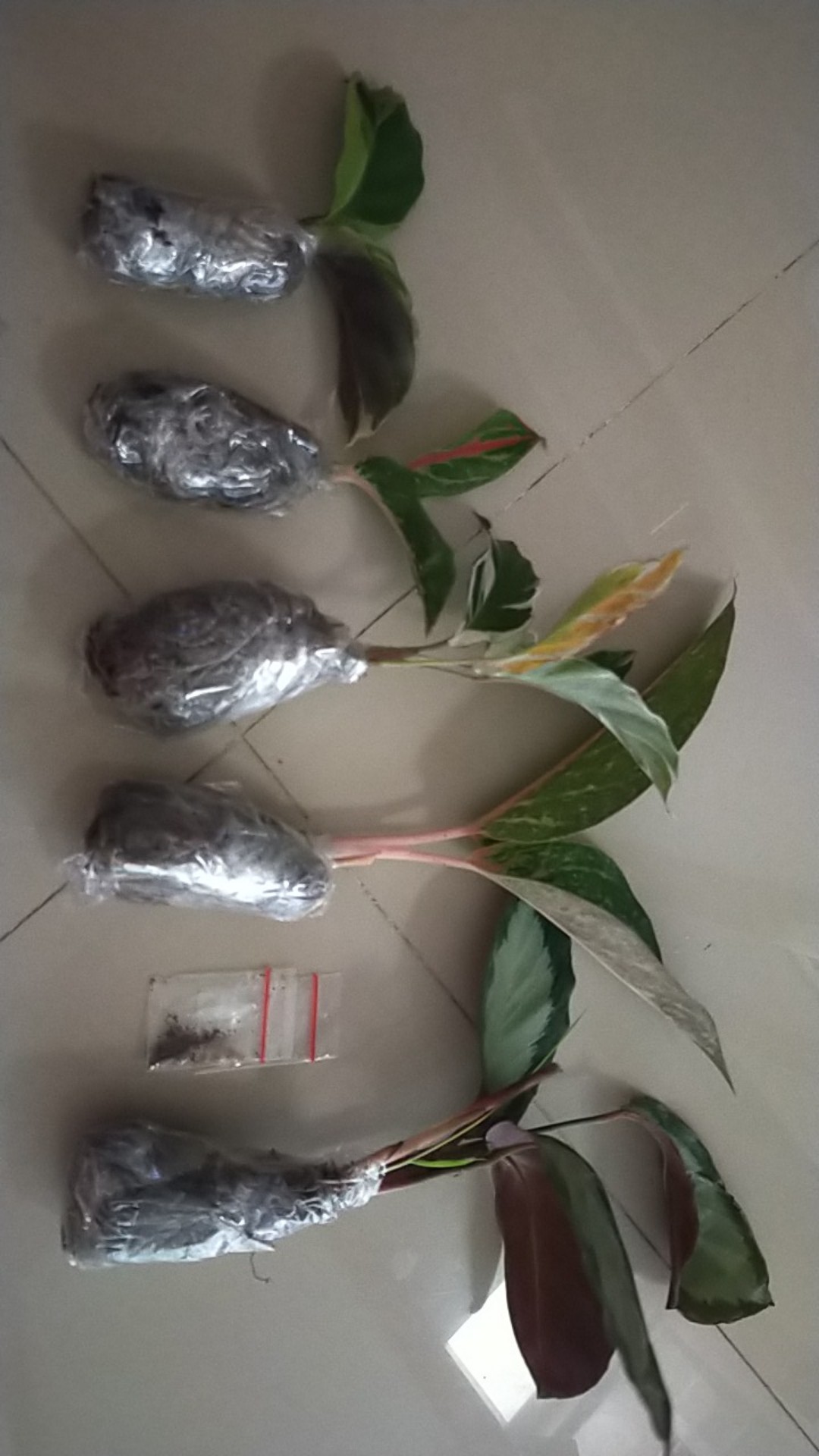 Calathea Picturata Manis