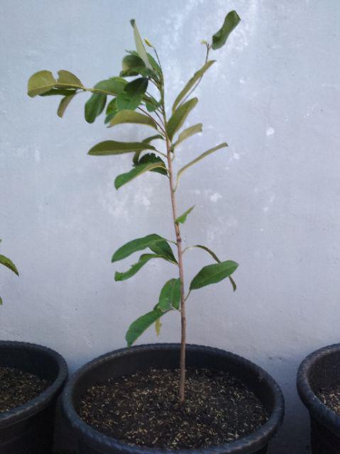 Bibit Tanaman Buah Sawo Kecik