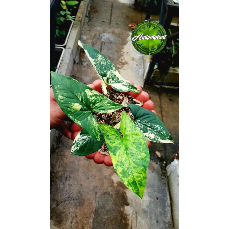 Syngonium varigata yellow / syngonium florida