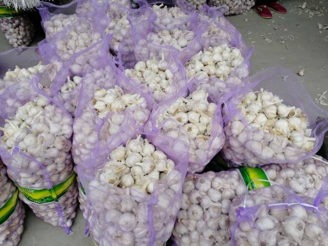 Bawang putih kating / garlic bersih 1kg