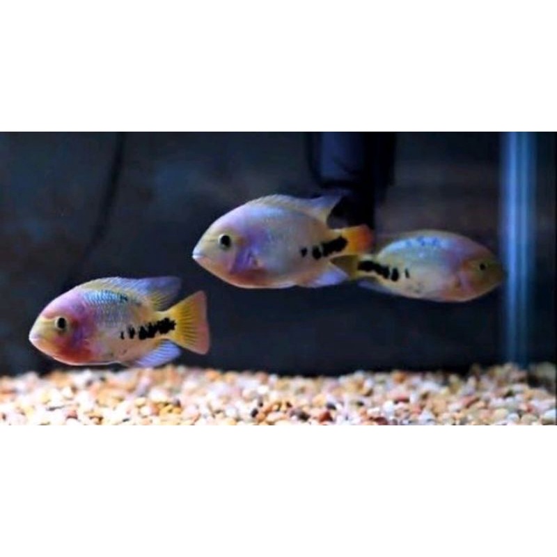 Hiasan aquarium vieja synspilum aquarium - aquascape